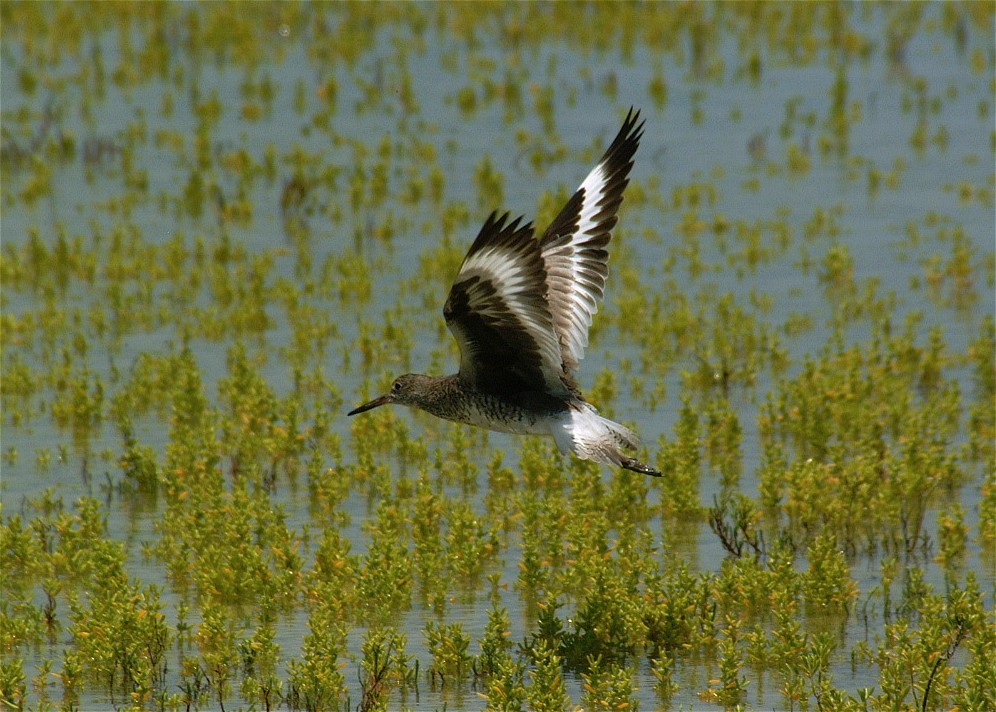 willet-02.jpg   (996x712)   218 Kb                                    Click to display next picture